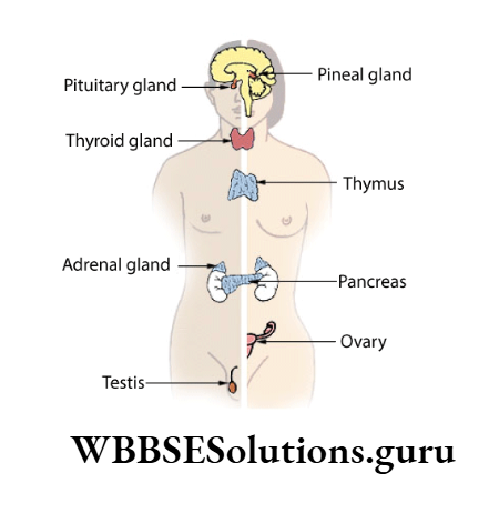 WBBSE Solutions For Class 10 Life Science Chapter 1 Funtions Of Harmones