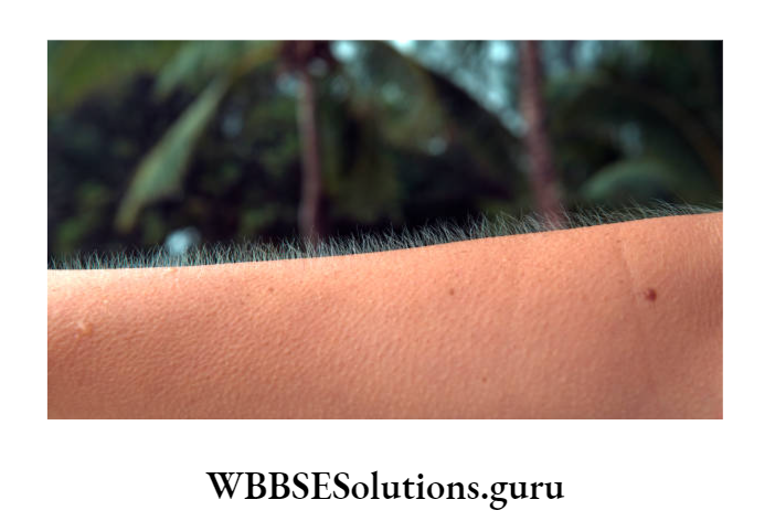 WBBSE Solutions For Class 10 Life Science Chapter 1 Goose Booms