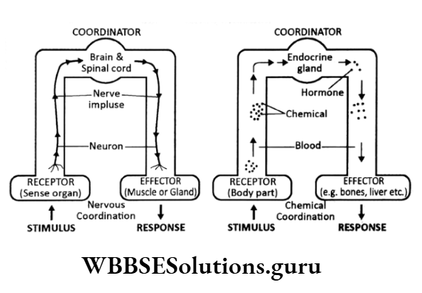 WBBSE Solutions For Class 10 Life Science Chapter 1 Hormones Coordinator