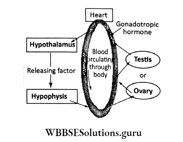 WBBSE Solutions For Class 10 Life Science Chapter 1 Ovary