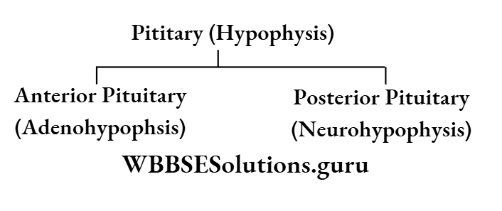 WBBSE Solutions For Class 10 Life Science Chapter 1 Pituitary