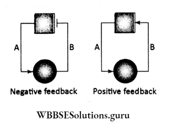 WBBSE Solutions For Class 10 Life Science Chapter 1 Postively And Negatively Feedback