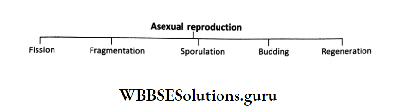WBBSE Solutions For Class 10 Life Science Chapter 2 Continuity Of Life Topic 2 Reproduction Asexual reproduction