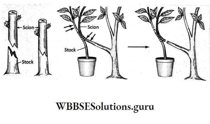 WBBSE Solutions For Class 10 Life Science Chapter 2 Continuity Of Life Topic 2 Reproduction Grafting