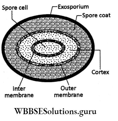 WBBSE Solutions For Class 10 Life Science Chapter 2 Continuity Of Life Topic 2 Reproduction Spore cell