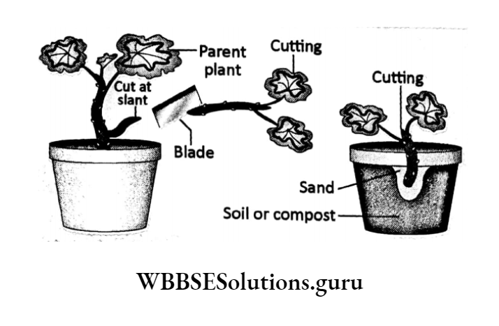 WBBSE Solutions For Class 10 Life Science Chapter 2 Continuity Of Life Topic 2 Reproduction cutting