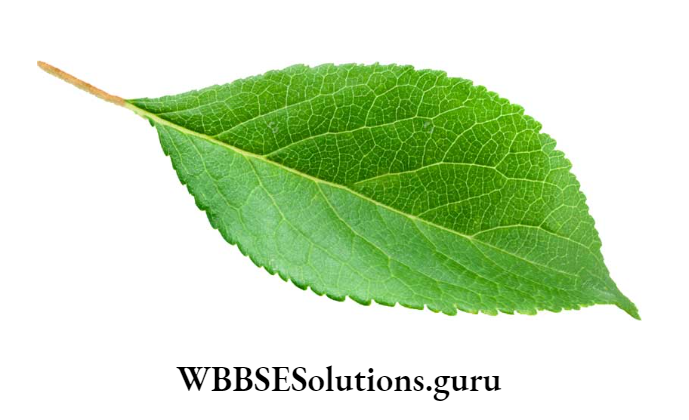 WBBSE Solutions For Class 10 Life Science Chapter 2 Continuity Of Life Topic 2 Reproduction leaf