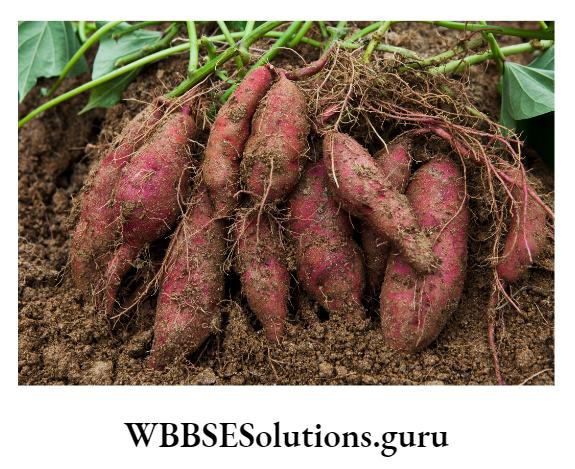 WBBSE Solutions For Class 10 Life Science Chapter 2 Continuity Of Life Topic 2 Reproduction root