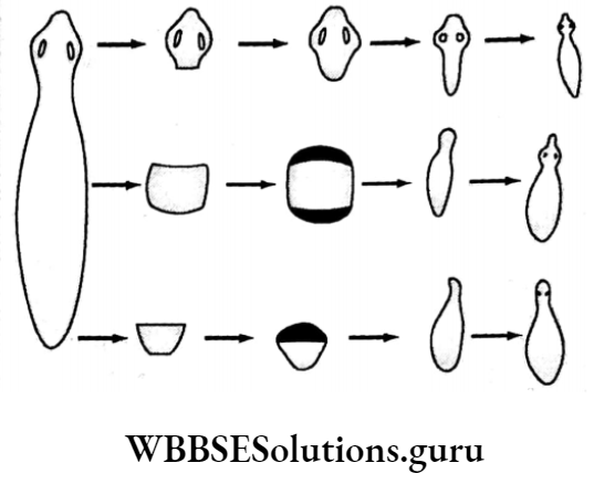 WBBSE Solutions For Class 10 Life Science Chapter 2 Continuity Of Life Topic 2 Reproduction sponge body wall