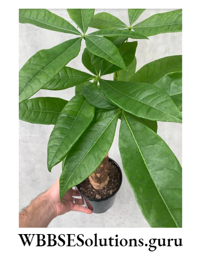 WBBSE Solutions For Class 10 Life Science Chapter 2 Continuity Of Life Topic 2 Reproduction stem