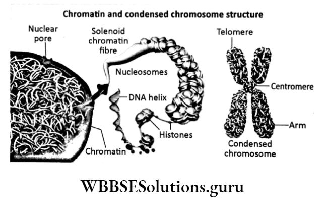 WBBSE Solutions For Class 10 Life Science Chapter 2 Continuity Of Life Topic A Cell Division And Cell Cycle Choromatin and condensed choromosome structure