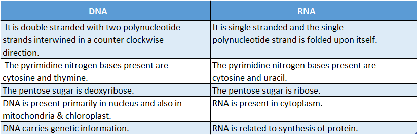 WBBSE Solutions For Class 10 Life Science Chapter 2 Continuity Of Life Topic A Cell Division And Cell Cycle DNA And RNA