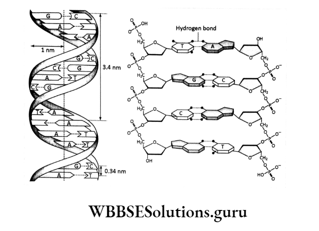 WBBSE Solutions For Class 10 Life Science Chapter 2 Continuity Of Life Topic A Cell Division And Cell Cycle Deoxyribose sugar