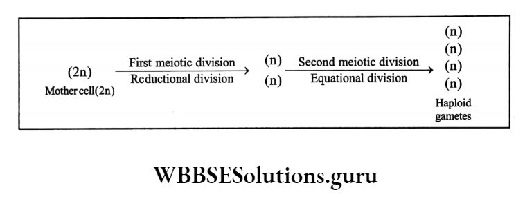 WBBSE Solutions For Class 10 Life Science Chapter 2 Continuity Of Life Topic A Cell Division And Cell Cycle Mother cells
