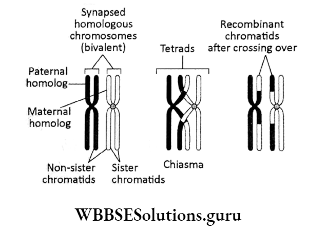 WBBSE Solutions For Class 10 Life Science Chapter 2 Continuity Of Life Topic A Cell Division And Cell Cycle crossing over