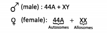 WBBSE Solutions For Class 10 Life Science Chapter 2 Continuity Of Life Topic A Cell Division And Cell Cycle male and female somatic cell