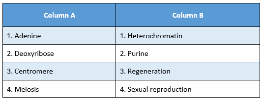 WBBSE Solutions For Class 10 Life Science Chapter 2 Continuity Of Life Topic A Cell Division And Cell Cycle match the column 2