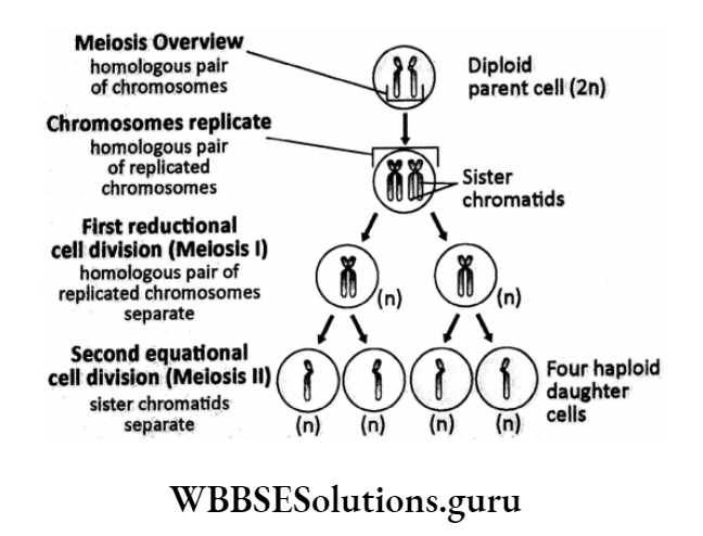 WBBSE Solutions For Class 10 Life Science Chapter 2 Continuity Of Life Topic A Cell Division And Cell Cycle melosis