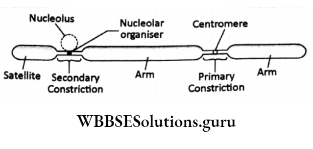WBBSE Solutions For Class 10 Life Science Chapter 2 Continuity Of Life Topic A Cell Division And Cell Cycle metaphase