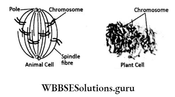 WBBSE Solutions For Class 10 Life Science Chapter 2 Continuity Of Life Topic A Cell Division And Cell Cycle microtubules