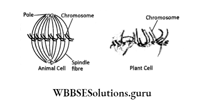 WBBSE Solutions For Class 10 Life Science Chapter 2 Continuity Of Life Topic A Cell Division And Cell Cycle periphery