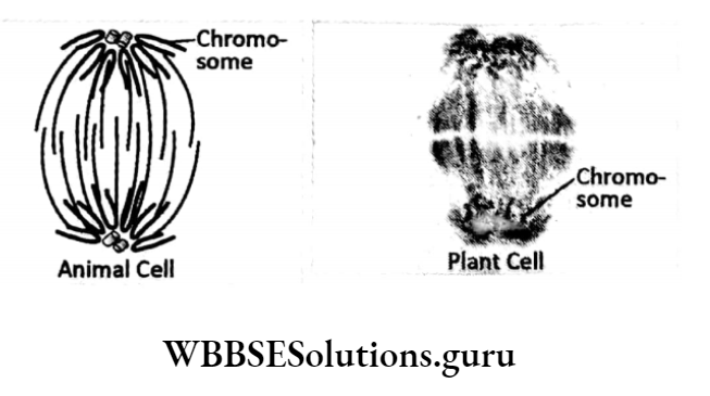 WBBSE Solutions For Class 10 Life Science Chapter 2 Continuity Of Life Topic A Cell Division And Cell Cycle spindle