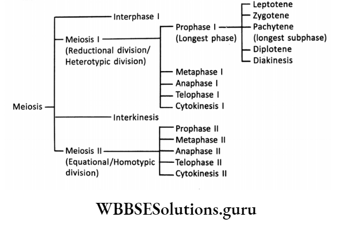 WBBSE Solutions For Class 10 Life Science Chapter 2 Continuity Of Life Topic A Cell Division And Cell Cycle stages of melosis