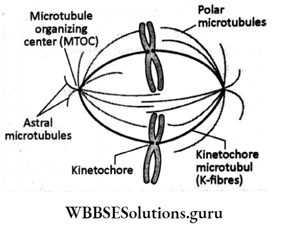 WBBSE Solutions For Class 10 Life Science Chapter 2 Continuity Of Life Topic A Cell Division And Cell Cycle tublin