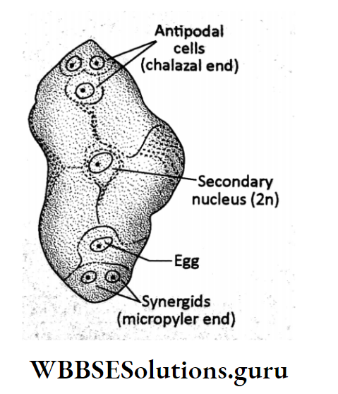 WBBSE Solutions For Class 10 Life Science Chapter 2 Continuity Of Life Topic C Sexual Reproduction in Flowering Plants angiosperm