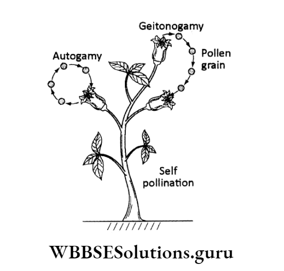 WBBSE Solutions For Class 10 Life Science Chapter 2 Continuity Of Life Topic C Sexual Reproduction in Flowering Plants geitonogamy
