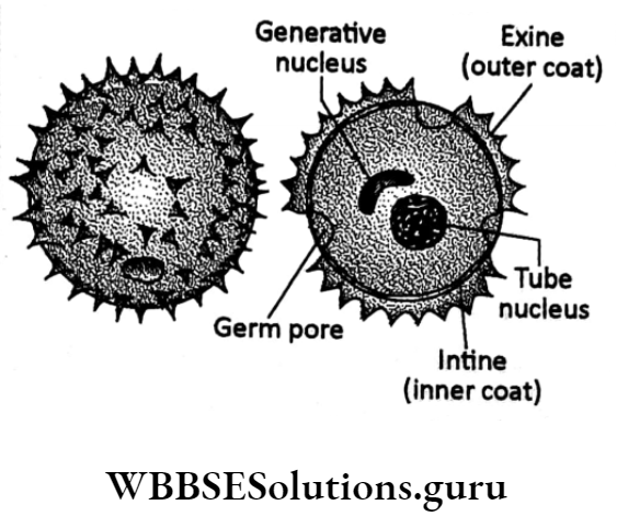 WBBSE Solutions For Class 10 Life Science Chapter 2 Continuity Of Life Topic C Sexual Reproduction in Flowering sexual reprodution