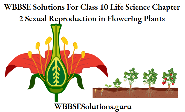 WBBSE Solutions For Class 10 Life Science Chapter 2 Sexual Reproduction in Flowering Plants