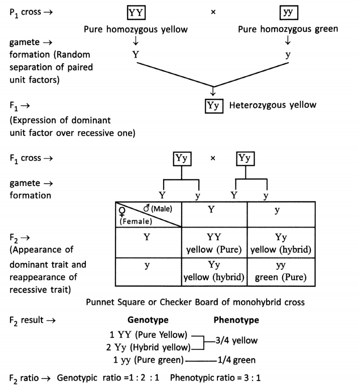 WBBSE Solutions For Class 10 Life Science Chapter 3 Heredity And Common Genetic Diseases Topic A Heredity Analysis of monohybrid cross