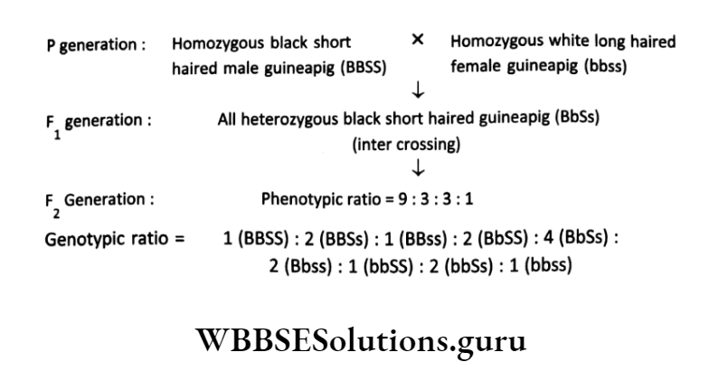 WBBSE Solutions For Class 10 Life Science Chapter 3 Heredity And Common Genetic Diseases Topic A Heredity Dihybrid cross