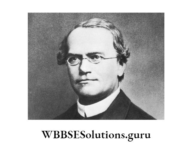 WBBSE Solutions For Class 10 Life Science Chapter 3 Heredity And Common Genetic Diseases Topic A Heredity Mendel the father of genetics