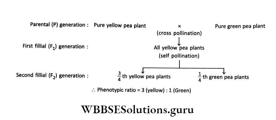 WBBSE Solutions For Class 10 Life Science Chapter 3 Heredity And Common Genetic Diseases Topic A Heredity experiment and observation