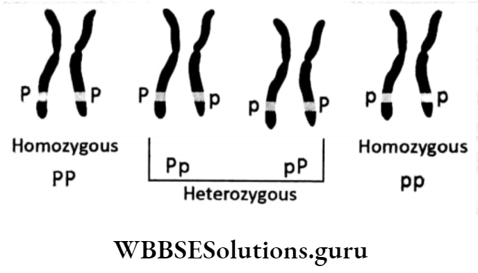 WBBSE Solutions For Class 10 Life Science Chapter 3 Heredity And Common Genetic Diseases Topic A Heredity genotype