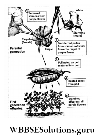 WBBSE Solutions For Class 10 Life Science Chapter 3 Heredity And Common Genetic Diseases Topic A Heredity parental generation