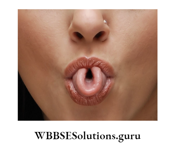 WBBSE Solutions For Class 10 Life Science Chapter 3 Heredity And Common Genetic Diseases Topic A Heredity u shaped tounge.jpg
