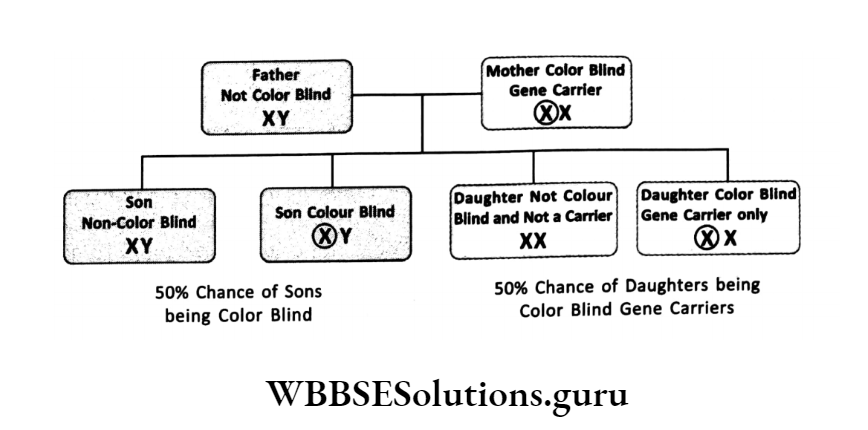 WBBSE Solutions For Class 10 Life Science Chapter 3 Heredity And Common ...