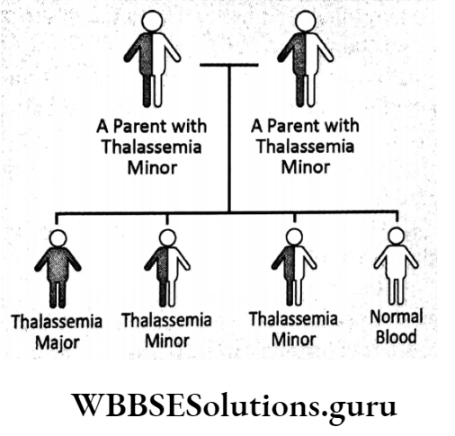 WBBSE Solutions For Class 10 Life Science Chapter 3 Heredity And Common Genetic Diseases Topic B Some Common Genetic Diseases inheritance of thalassemia