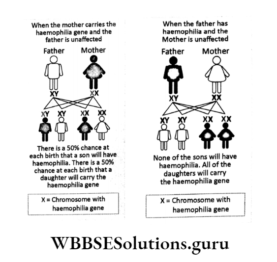 WBBSE Solutions For Class 10 Life Science Chapter 3 Heredity And Common Genetic Diseases Topic B Some Common Genetic Diseases x=choromosomes with haemophilia gene