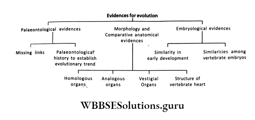 WBBSE Solutions For Class 10 Life Science Chapter 4 Evolution And Adaptation Topic A Evolution Evidences for evolution