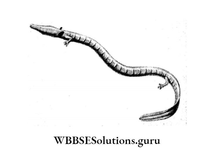 WBBSE Solutions For Class 10 Life Science Chapter 4 Evolution And Adaptation Topic A Evolution cave dweellers