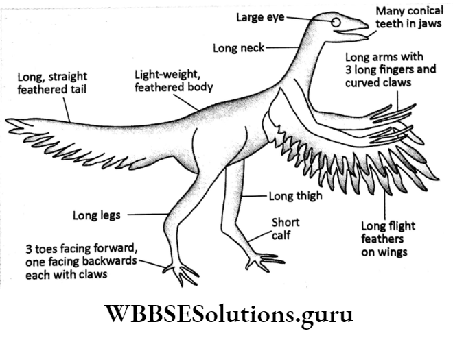 WBBSE Solutions For Class 10 Life Science Chapter 4 Evolution And Adaptation Topic A Evolution dinousour