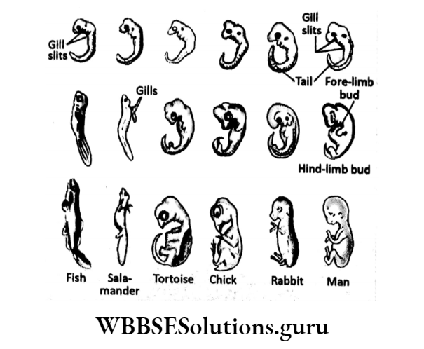 WBBSE Solutions For Class 10 Life Science Chapter 4 Evolution And Adaptation Topic A Evolution embryological evidences