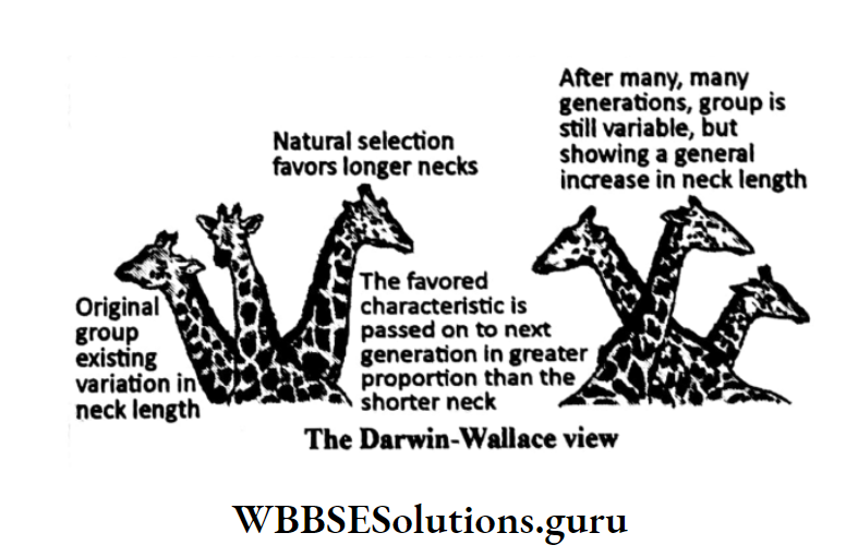 WBBSE Solutions For Class 10 Life Science Chapter 4 Evolution And Adaptation Topic A Evolution skeletal adaptations