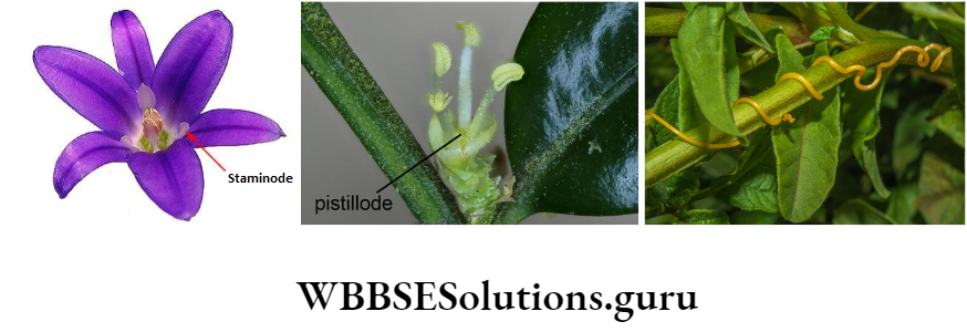 WBBSE Solutions For Class 10 Life Science Chapter 4 Evolution And Adaptation Topic A Evolution staminode pistiliode and scaly leaf of cuscuta