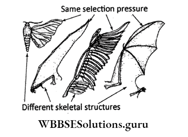 WBBSE Solutions For Class 10 Life Science Chapter 4 Evolution And Adaptation Topic A Evolution wings