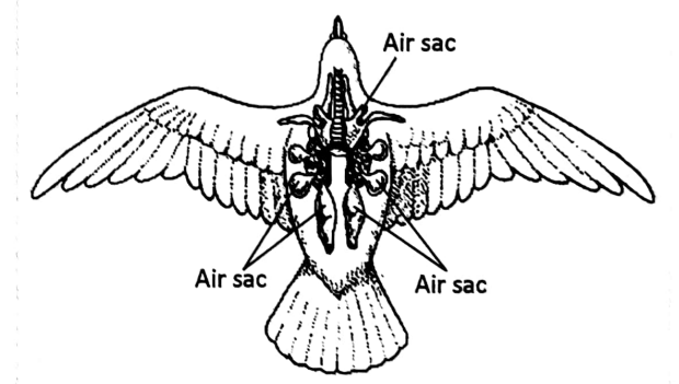 WBBSE Solutions For Class 10 Life Science Chapter 4 Evolution And Adaptation Topic B Survival Strategies Adaptation air sac of bird